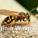 Virginia Wasps Guide
