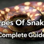 Diverse snake species infographic, showing various types of snakes, their habitats, and key characteristics. Includes venomous and non-venomous snakes from around the world.