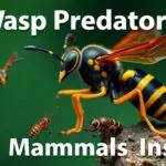 Various wasp predators including birds, mammals, and insects.