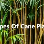 Various types of Dracaena houseplants, showcasing their diverse foliage and colors, ideal for home decor.