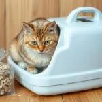 Different types of cat litter, including clumping clay, non-clumping clay, crystal litter, wood pellets, and paper-based litter, are shown in a comparison chart.