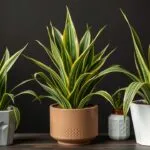 Types of Dracaena Plants - A Complete Guide to Varieties, Care, and Propagation.