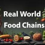 Diagram showing food chains in forest, grassland, desert, marine, and freshwater biomes, illustrating producer, consumer, and apex predator relationships.