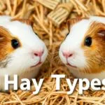 Close-up of different types of hay for guinea pigs, including timothy hay and alfalfa hay.