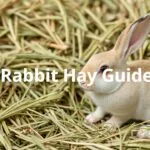Different types of hay for rabbits, including alfalfa, Timothy, orchard grass, and more. A guide to choosing the best hay for your rabbit's age and health.