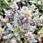 Varieties of sage plants, including common garden sage, Mexican bush sage, and more, showcasing their diverse foliage and flowers.