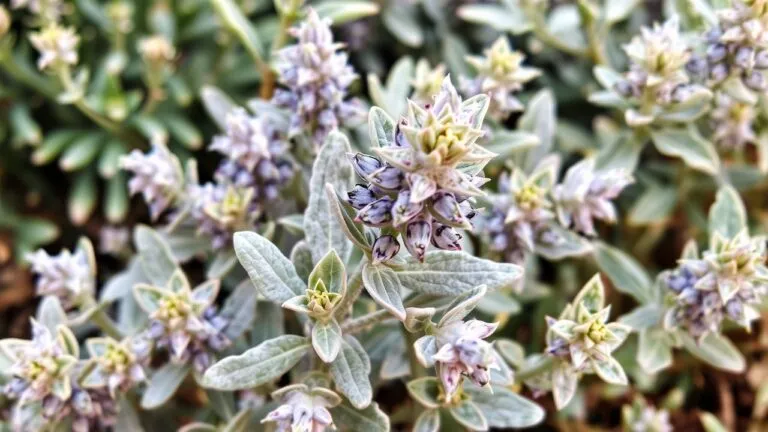 Varieties of sage plants, including common garden sage, Mexican bush sage, and more, showcasing their diverse foliage and flowers.